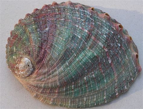 Making Space for White Abalone .